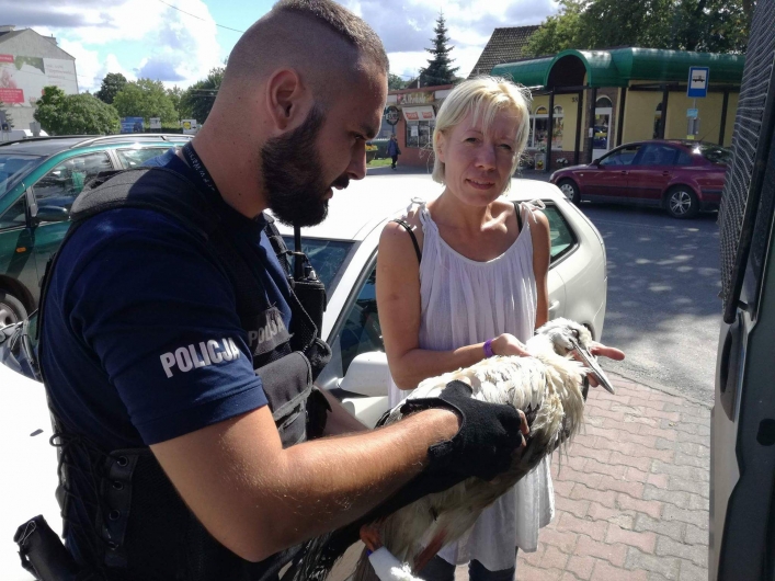  Bocian ze sterczącą na wierzchu kością uratowany w centrum w Gronowie Górnym. Dopomogli policjanci z Morąga