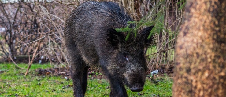 Dziki nie tylko Nad Jarem. Stłuczka auta osobowego ze zwierzęciem - zobacz zdjęcia. Będzie odstrzał zwierząt?