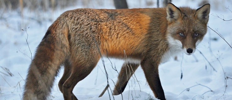 Natura w obiektywie Marcina Gałęziewskiego