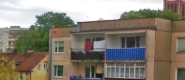 Założono kratki i gołębie umierają z głodu
