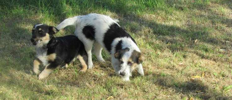 Znalezione psiaki, które czekają na adopcję
