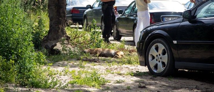 Ugotował się pies pozostawiony w samochodzie