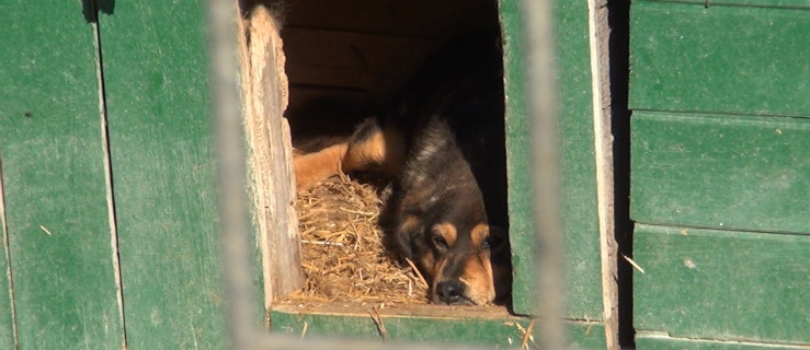 Z kamerą wśród zwierząt, czyli OTOZ Animals widziany okiem naszej kamery