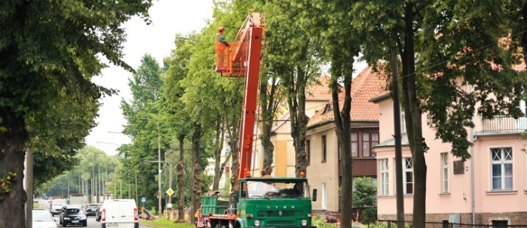 Drzewa mogą być groźne dla elblążan?