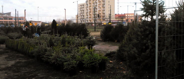 Jaką choinkę wybrać? Oto jest pytanie