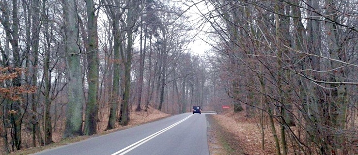 Wycinka drzew na Fromborskiej