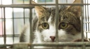 Kot też może być najlepszym przyjacielem człowieka
