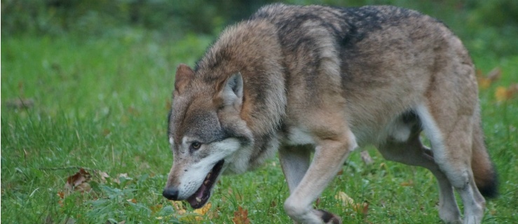 O wilku mowa... dosłownie