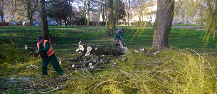 Połamana wierzba w Parku Planty