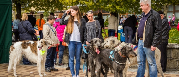 To była rasowa impreza. IV Elbląski Dzień Psa za nami (Zdjęcia)