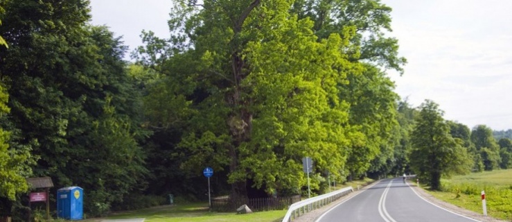 Najstarszy dąb w naszym regionie – Dąb Bażyńskiego