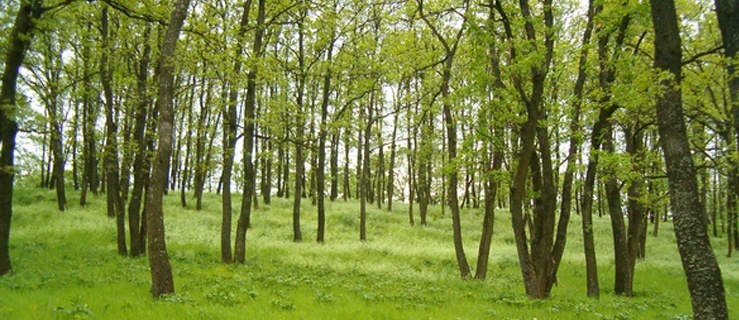 Za nielegalną wycinkę możesz słono zapłacić