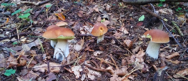 Dyskusja na niedzielę: sezon grzybowy! Pochwalcie się zdjęciami!