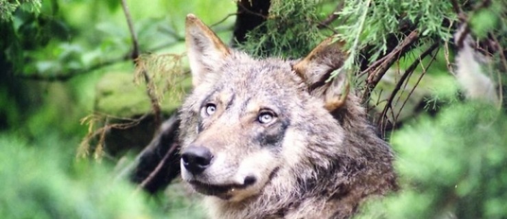 Wilki atakują w regionie. Mieszkańcy boją się