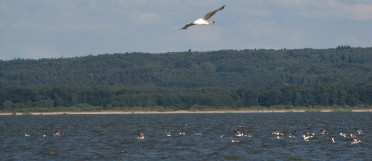 PWSZ zaprasza na wykład dr hab. Elżbiety Łysiak-Pastuszak, eksperta ochrony wód Bałtyku