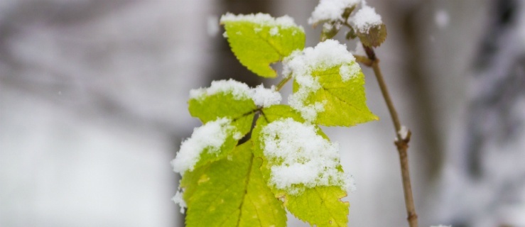 -16,2 stopnia mrozu w Elblągu. IMGW wydaje kolejne ostrzeżenia