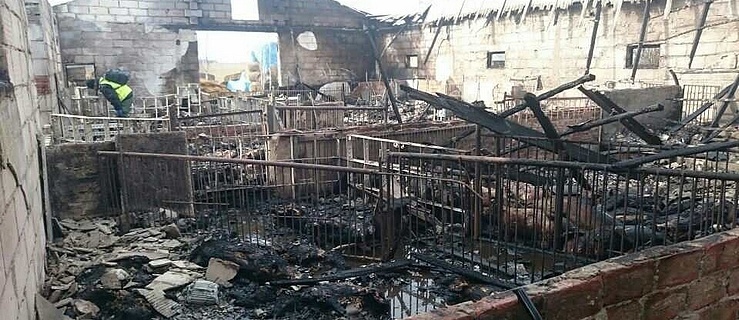 Spłonęło 800 sztuk trzody chlewnej pod Pasłękiem