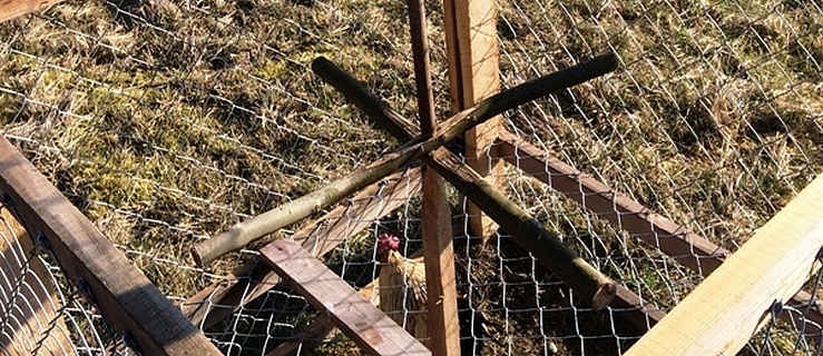 Polował na jastrzębie, aż sam został „upolowany