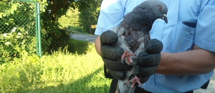 Często bezbronne potrzebują pomocy człowieka