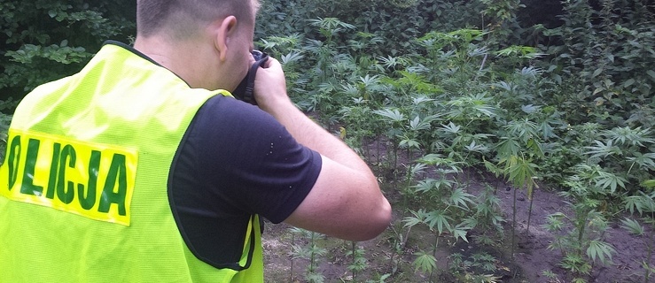 Zlikwidowano nielegalną plantację konopi (+wideo)