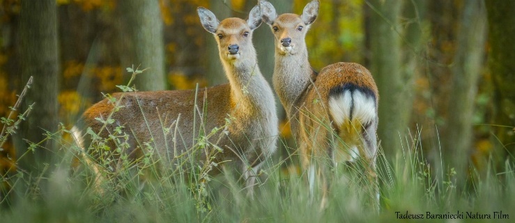 Jelenie sika w ujęciu Tadeusza Baranieckiego z Natura Film