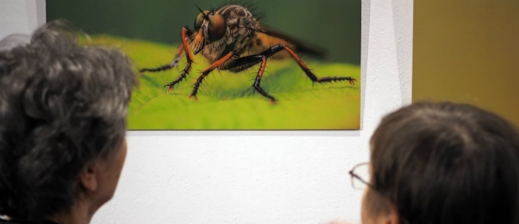 Muchy i pająki na wystawie w  Elbląskiej Galerii Fotografii
