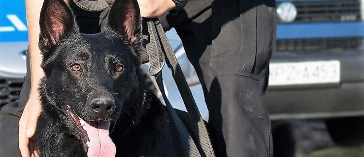 Policja bada przypadki pogryzienia przez psy