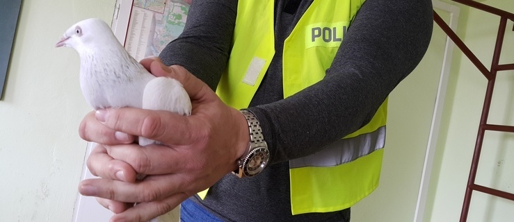 Odzyskali skradzione gołębie i zatrzymali sprawcę 