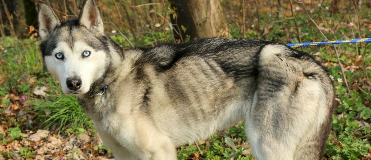 Kobieta głodziła  suczkę. Zwierzę trafiło do schroniska  