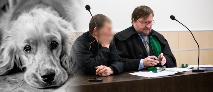 Prawomocny wyrok więzienia za znęcanie się nad psami 