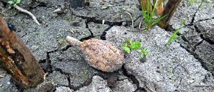 Znaleźli granat podczas kontroli pasa drogi granicznej