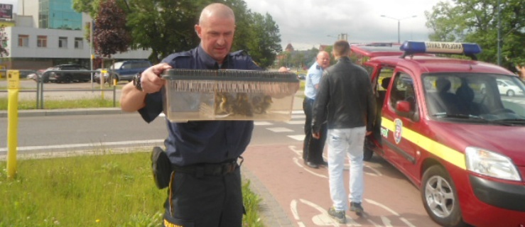 Kaczki wstrzymały ruch na rondzie