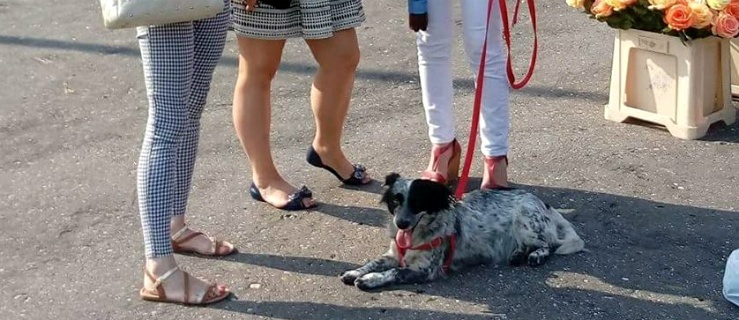 Nowy dom Juki - psa do niedawna błąkającego się po Dębicy