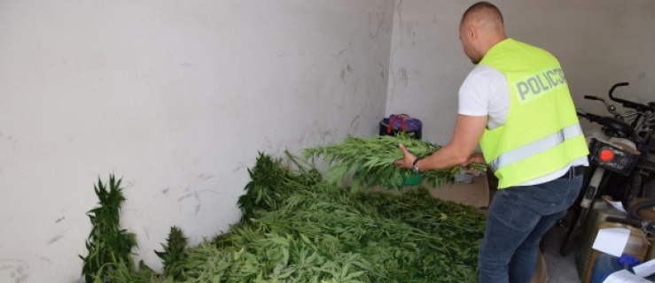Policjanci zlikwidowali plantację „marychy” pod Pasłękiem (+ zdjęcia)