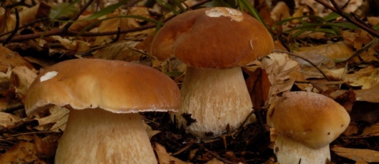 W podelbląskich lasach kuszą borowiki