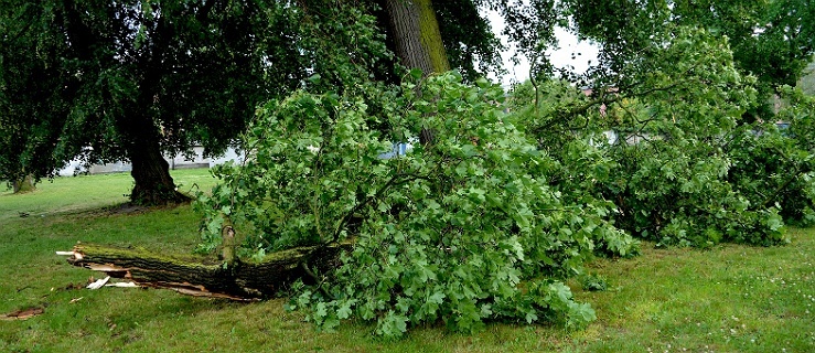 W nocy nad powiatem elbląskim przeszła burza. Rekordowe podmuchy wiatru, dużo strat