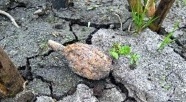 Od lipca braniewscy saperzy zajmowali się 1,5 tys. niewybuchów, ostatnio granatem w Próchniku