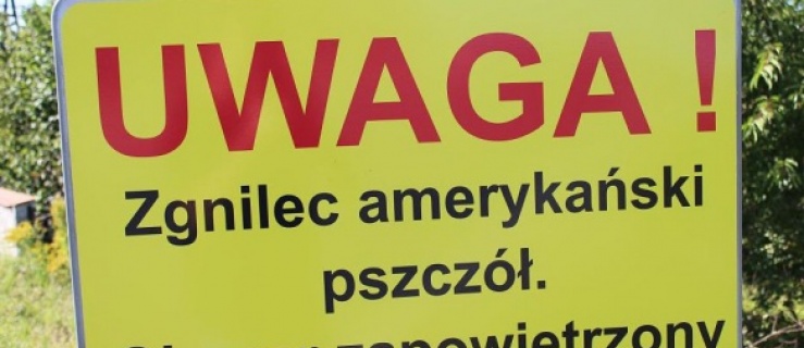 Zgnilec amerykański zaatakował braniewskie pszczoły