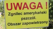 Zgnilec amerykański zaatakował braniewskie pszczoły