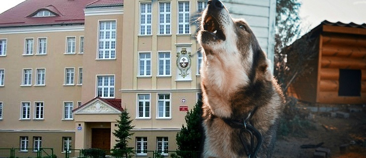 Akcja 