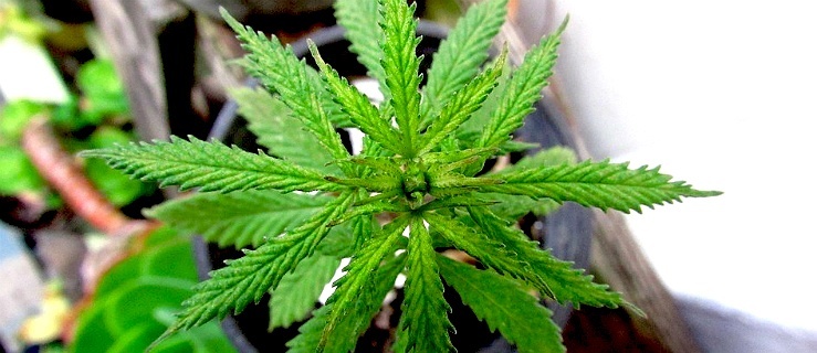Medyczna marihuana już legalna. Dlaczego nie ma jej w elbląskich aptekach?