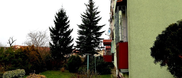 Elbląg. Czy świerk przy ul. Różanej zostanie ścięty? 