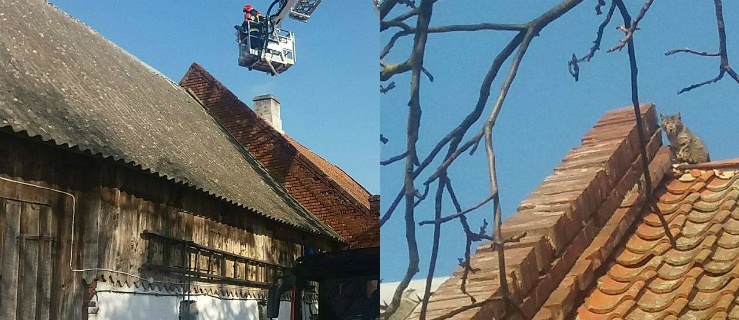 Krzewsk. Strażacy uratowali kotka, który uciekł przed psami (+zdjęcia)