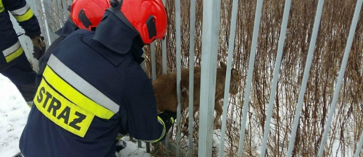 Dębica. Młoda sarna uratowana przez strażaków i ludzi dobrej woli 