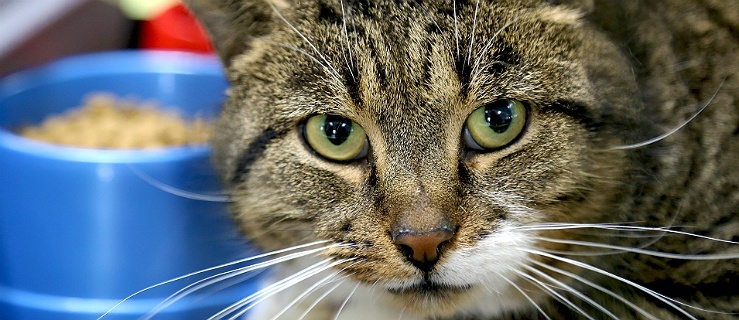 Ten wspaniały kot czeka na adopcję,