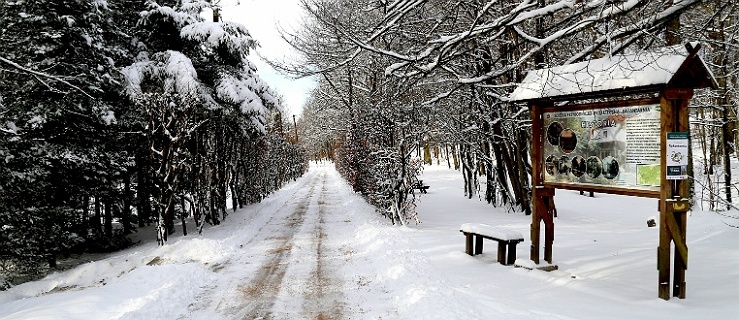 Bażantarnia zimą,