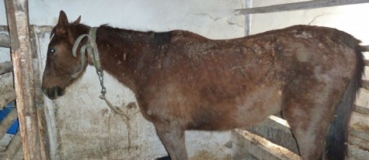 Mężczyźni przez lata znęcali się nad zwierzętami. Głodzi i trzymali w skandalicznych warunkach 