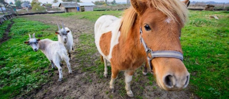 Otwarcie sezonu Bistro Ślimaka i mini zoo w podpasłęckim Krasinie. Wstęp wolny! (+ zdjęcia)