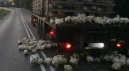 Drób na jezdni, bo kierowca o czymś zapomniał