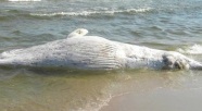Wieloryb na plaży Mierzei Wiślanej